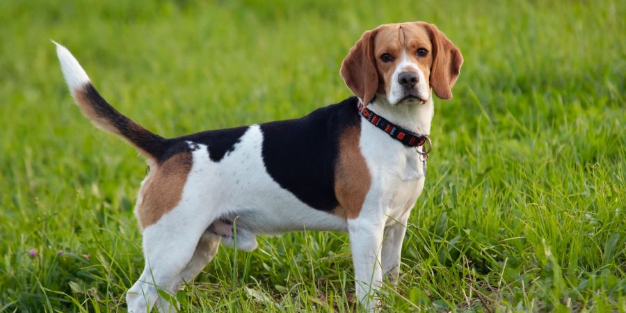 Beagle Hund