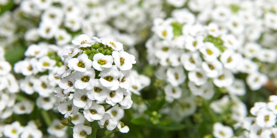 Nahaufnahme von Alyssum Blüten