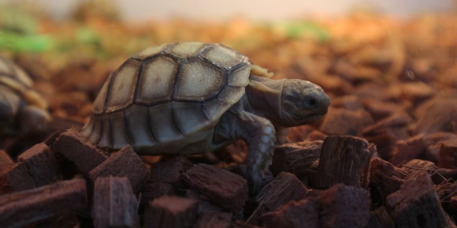 Schildkröten in freier Wildbahn sind in warmen Regionen beheimatet.