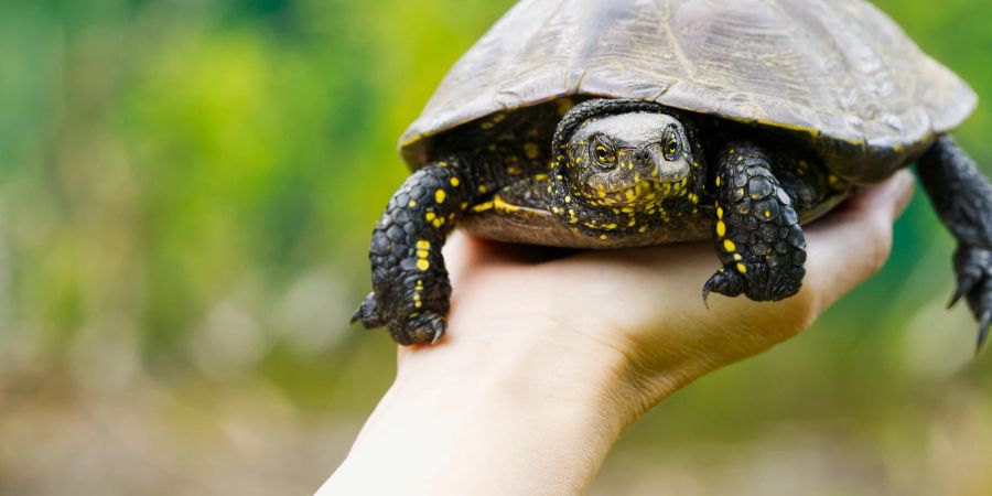 Schildkröte auf menschlicher Hand