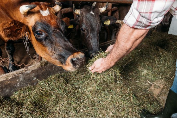 Auch die Fütterung der Tiere spielt eine wichtige Rolle für den Tierschutz. Ernährung der Tiere