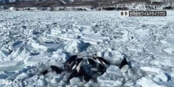 Orca Schwertwal
