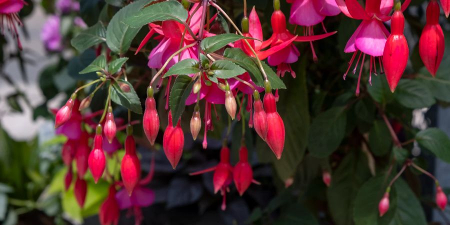 Fuchsien lieben schattige Plätze und lassen sich am besten in Hängetöpfen anpflanzen.