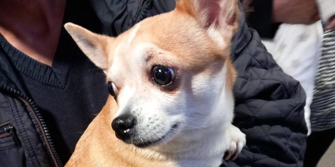 Auf Fotos ist zu sehen, wie der Täter mit dem Chihuahua auf dem Arm flieht. Chihuahua
