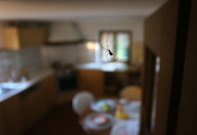 Spinnen sollte man nicht töten, sondern lieber eingefangen und lebend nach draussen transportieren. Spinne Wohnung Küche