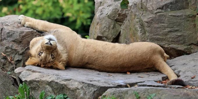 In Zoo in Tschechien - Seltener Löwennachwuchs