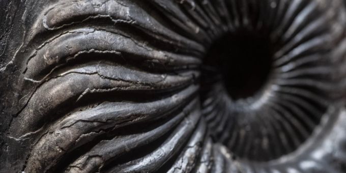 Fossil