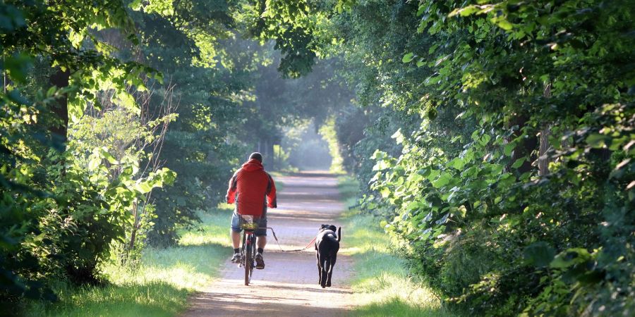 Wald Veloweg Velo Mann Hund Leine