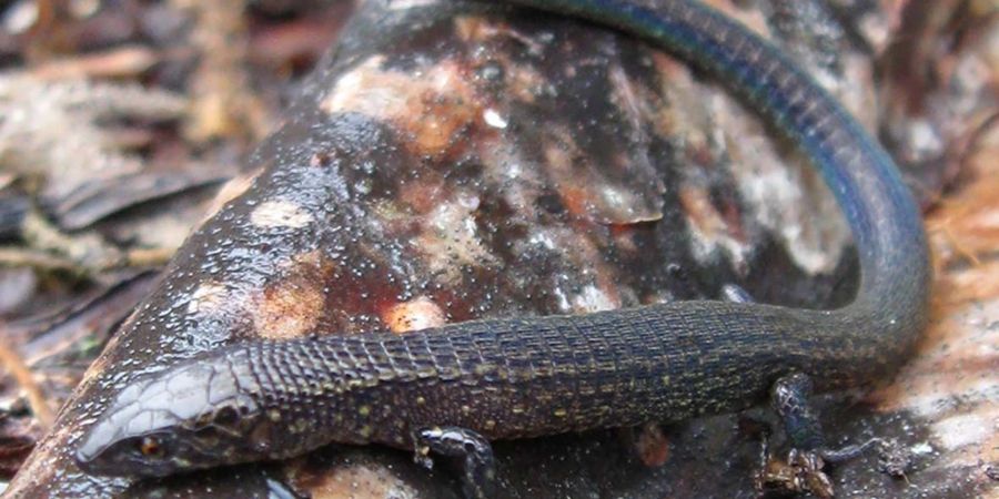 Auf diesem von der peruanischen Behörde für Naturschutzgebiete Sernanp zur Verfügung gestellten Abbildung ist die neue Echsenart Proctoporus katerynae zu sehen.