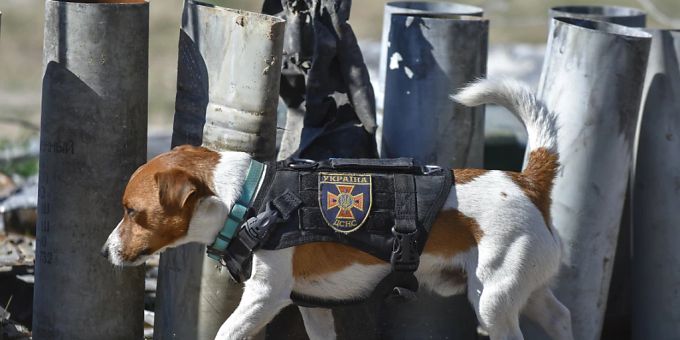 Minenspürhund Patron, hier bei seiner Arbeit in der Urkaine, wurde beim Filmfestival in Cannes mit einem Ehrenpreis ausgezeichnet. Minenspürhund Patron, hier bei seiner Arbeit in der Urkaine, wurde beim Filmfestival in Cannes mit einem Ehrenpreis ausgezeichnet.