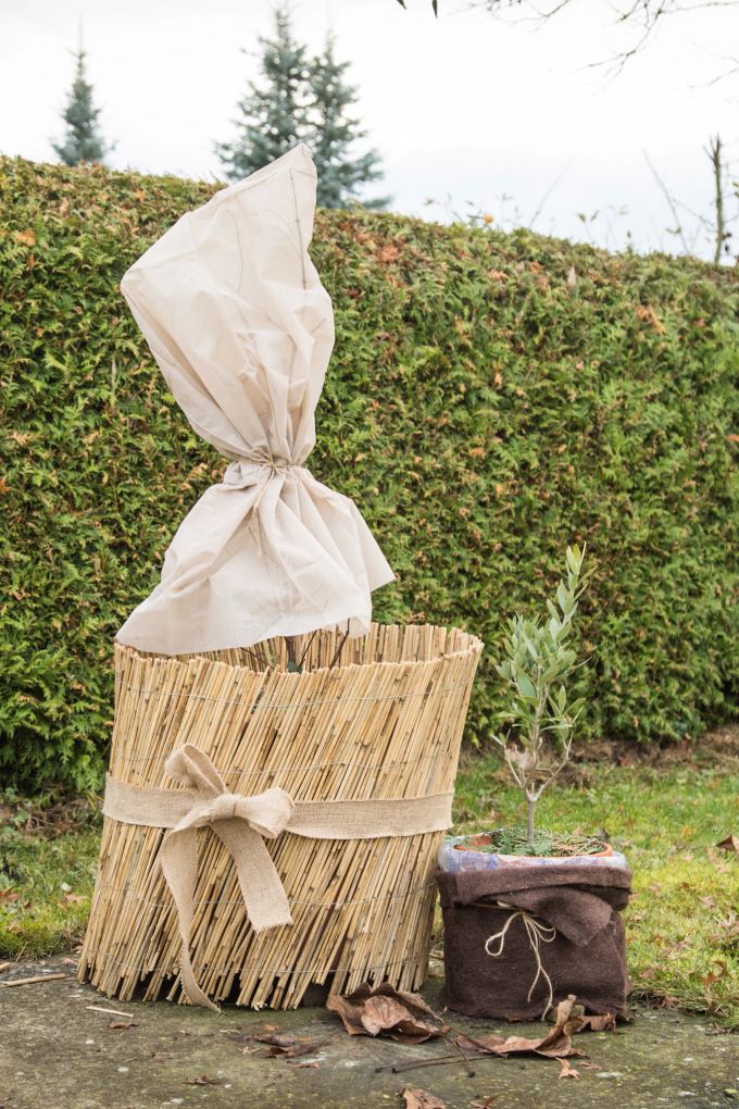 Bei Frostgefahr sollte man kälteempfindliche Pflanzen schnell wieder warm einpacken. Baum Plastik Hecke Schutz