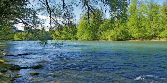 Die Reuss und Umgebung ist ein für die Schweiz bedeutender Naturraum. Reuss Ufer Fluss Bäume Natur