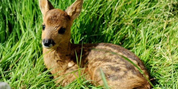 Zu wenig Wasser - Immer mehr Rehe erkranken und sterben