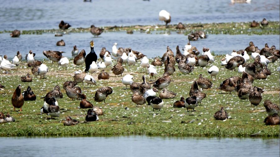 Enten Möwen Kormorane Ufer Wiese Wasser