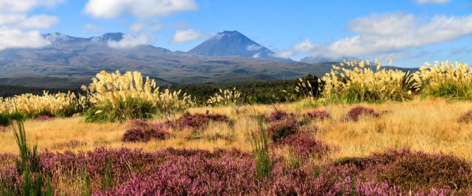 Im neuseeländischen Herbst im März ist die Vulkanlandschaft besonders farbgewaltig. Heide Vulkanlandschaft Panorama-Ansicht Neuseeland