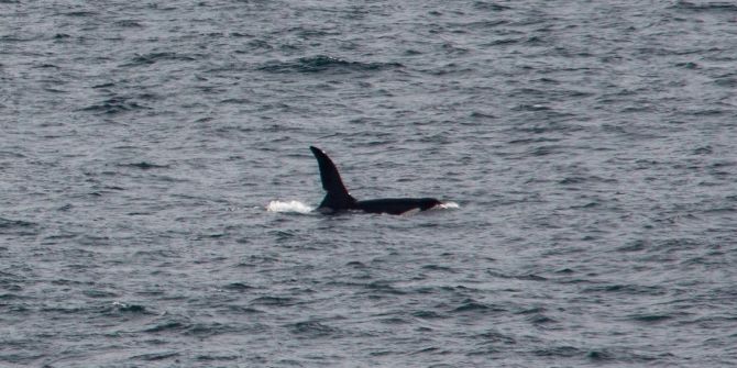 Orca