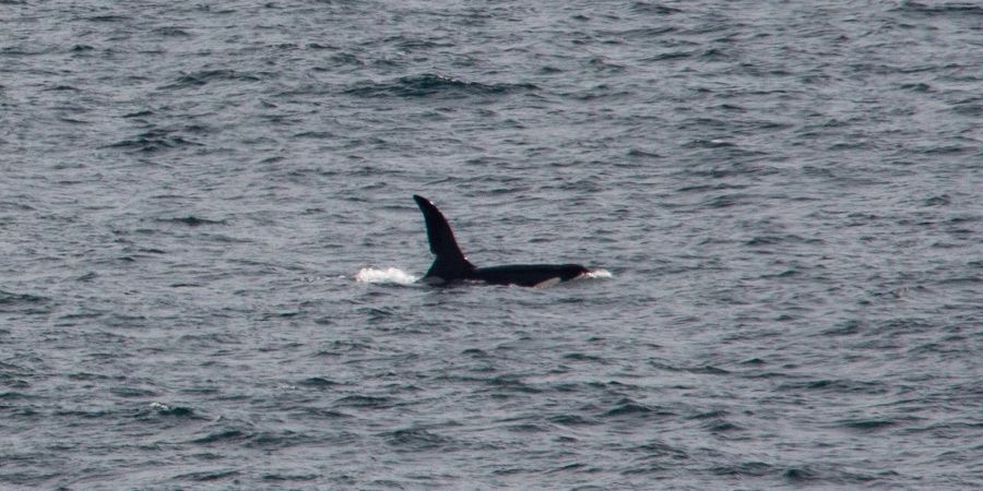 Orca