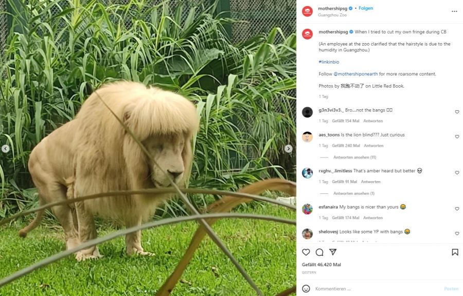 Die Zoowärter verneinen bei der Pracht-Mähne Hand angelegt zu haben.