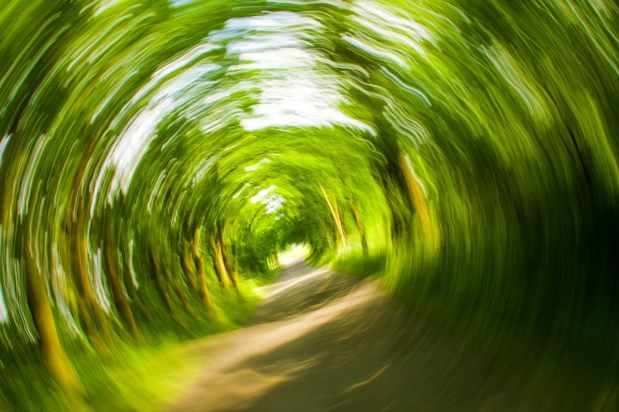 Schwindelig Bäume Allee Wirbel Natur