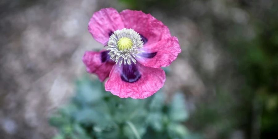Schlafmohnblüte