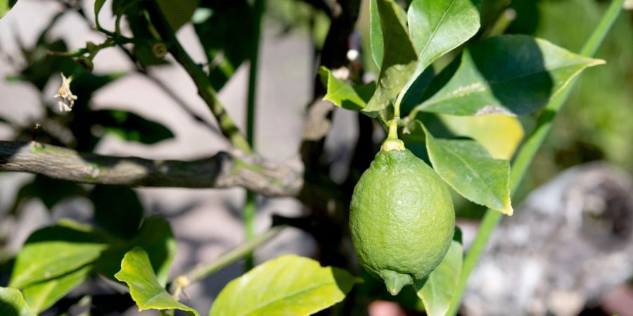 Obwohl die Zitrone eigentlich reif ist, zeigt sie sich noch grün. Fürs Gelbwerden braucht es allerdings Temperaturen unter der 12,5 Grad-Marke.