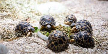 zoo basel