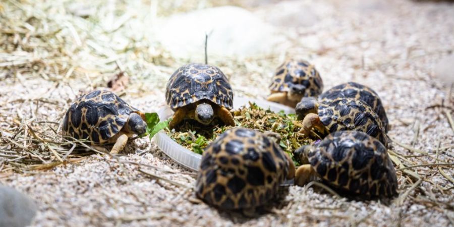 zoo basel