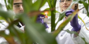 Syngenta