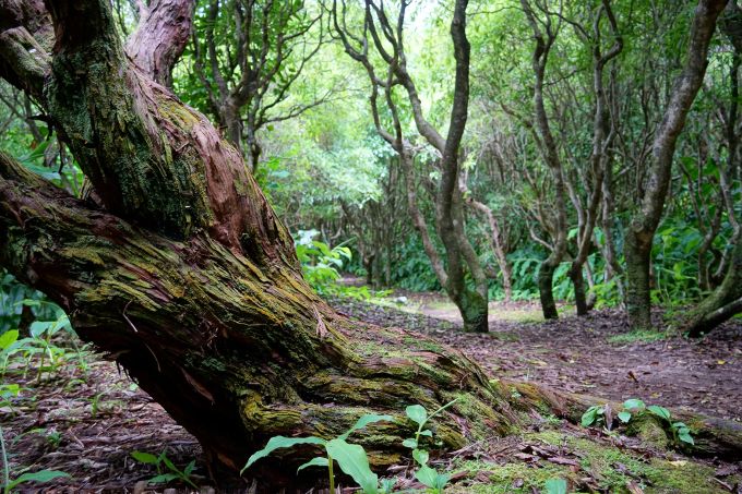 Die üppige Natur auf Faial lockt Wanderer an. Wald tropisch Bäume Holz