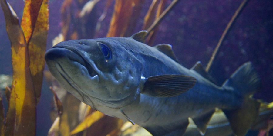 Ein Dorsch, auch Kabeljau genannt, schwimmt im Aquarium des Geomar-Instituts in Kiel.