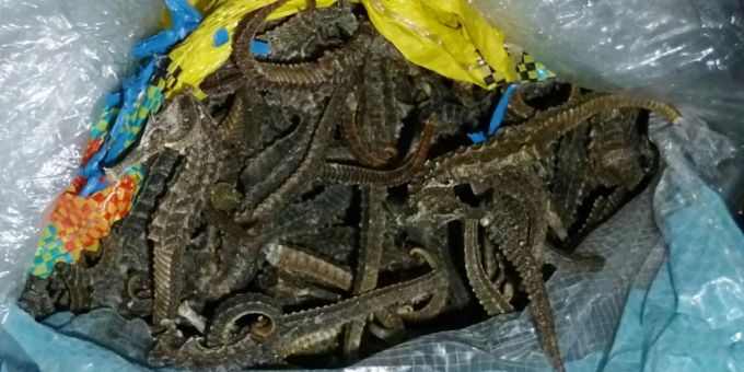 In Peru beschlagnahmte Seepferdchen. Seepferdchen