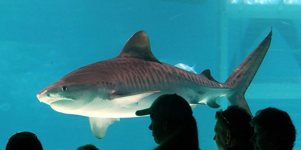 Shark attacks surfers on Long Island near New York