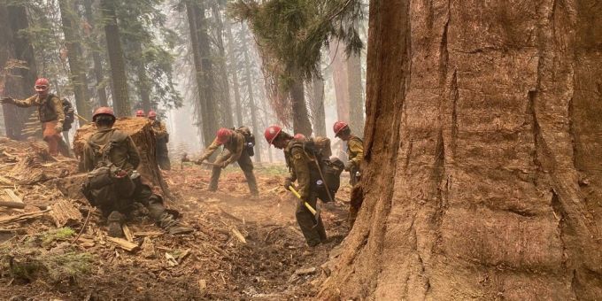 Feuerwehrleute entfernen trockene Äste am Fusse der berühmten Mammutbäume im Yosemite National Park. Feuerwehr