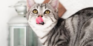 Nau Haustiere - Katzenfutter selber machen oder kaufen: was ist besser? Nau Haustiere - Katzenfutter selber machen oder kaufen: was ist besser?