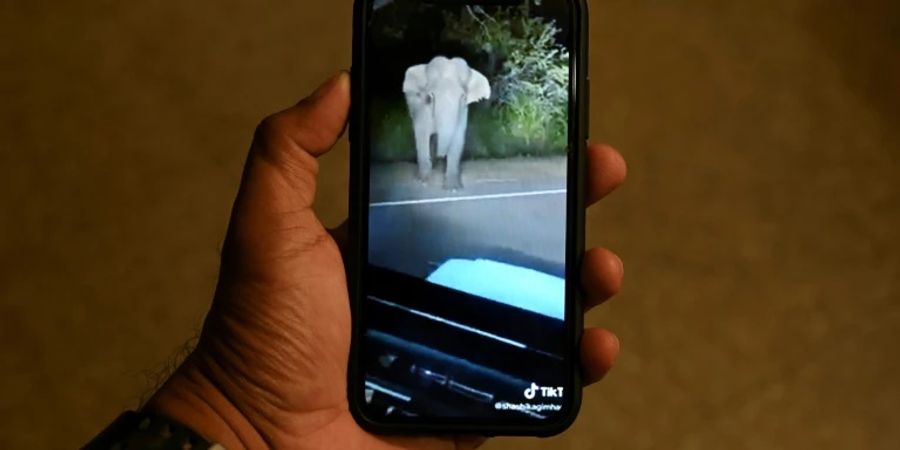 Tiktok-Video von bedrängtem Elefanten