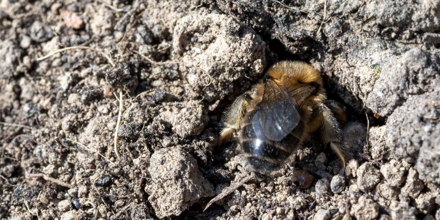 Eine Bärtige Sandbiene (Andrena barbilabris) schlüpft in ein Erdloch, wo Pollen als Nahrung für die Nachkommen im kommenden Jahr abgelegt wird. Diese Art wird in der Roten Liste der Wildbienen in der Vorwarnstufe geführt.
