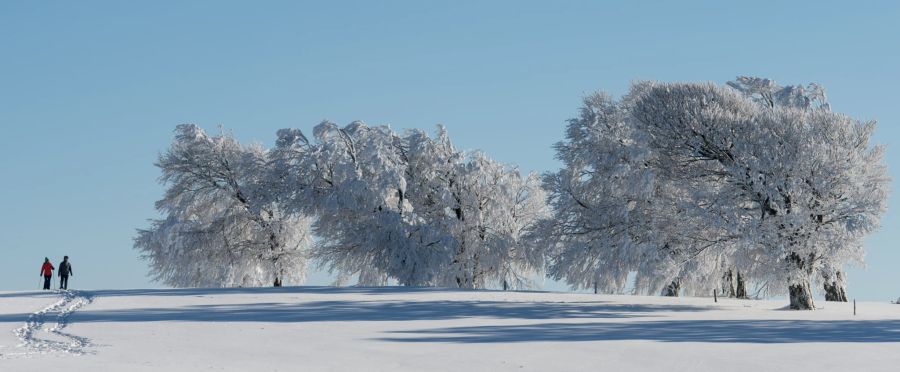 Schnee Bäume Spuren