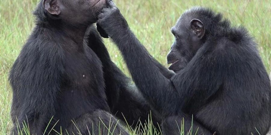 Roxy und Thea aus der Gemeinschaft von etwa 45 Schimpansen, die im Loango-Nationalpark in Gabun leben und vom «Ozouga»-Schimpansenprojekt untersucht werden. Foto: Tobias Deschner/Ozouga chimpanzee project/dpa