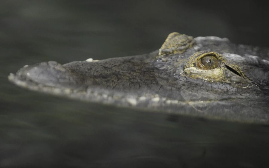 Krokodil