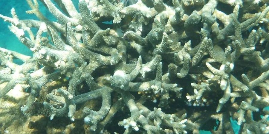 Korallen am Great Barrier Reef, die von der Korallenbleiche betroffen sind, vor der Küste von Cairns. Foto: Daniel Naupold/dpa