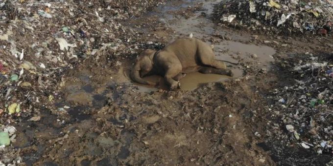 Der Körper eines wilden Elefanten liegt in einer offenen Mülldeponie im Dorf Pallakkadu im Osten Sri Lankas. Foto: Achala Pussalla/AP/dpa Der Körper eines wilden Elefanten liegt in einer offenen Mülldeponie im Dorf Pallakkadu im Osten Sri Lankas. Foto: Achala Pussalla/AP/dpa