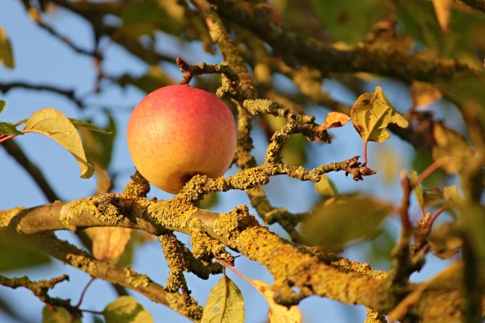 Achtung Flechten! Sie sind ein Indikator für geschwächtes Gehölz. Apfelbaum Apfel Ast Flechten