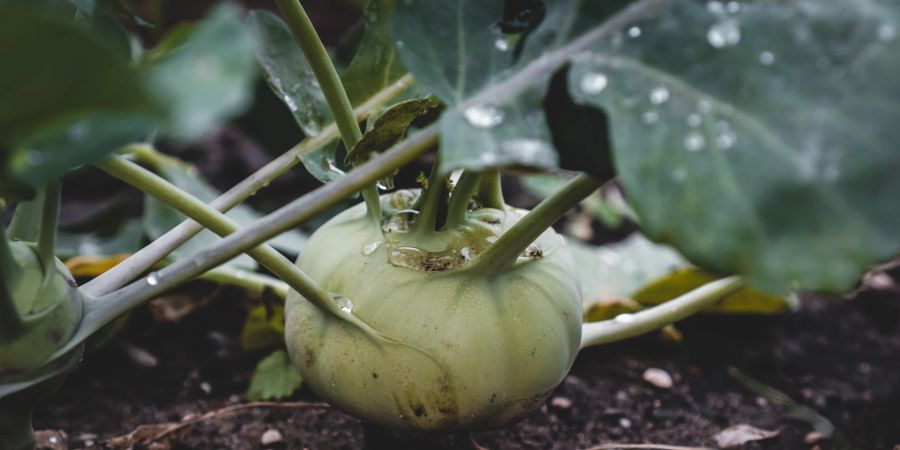 Kohlrabi