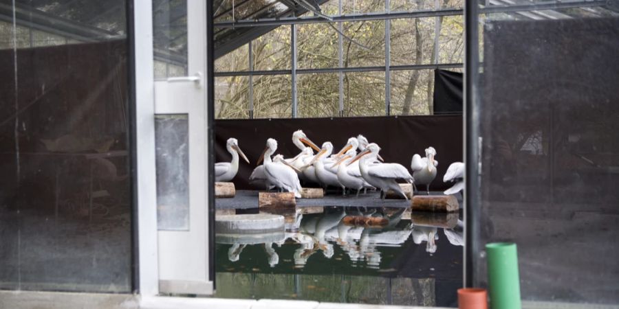 tierpark bern, dählhölzli bärenpark