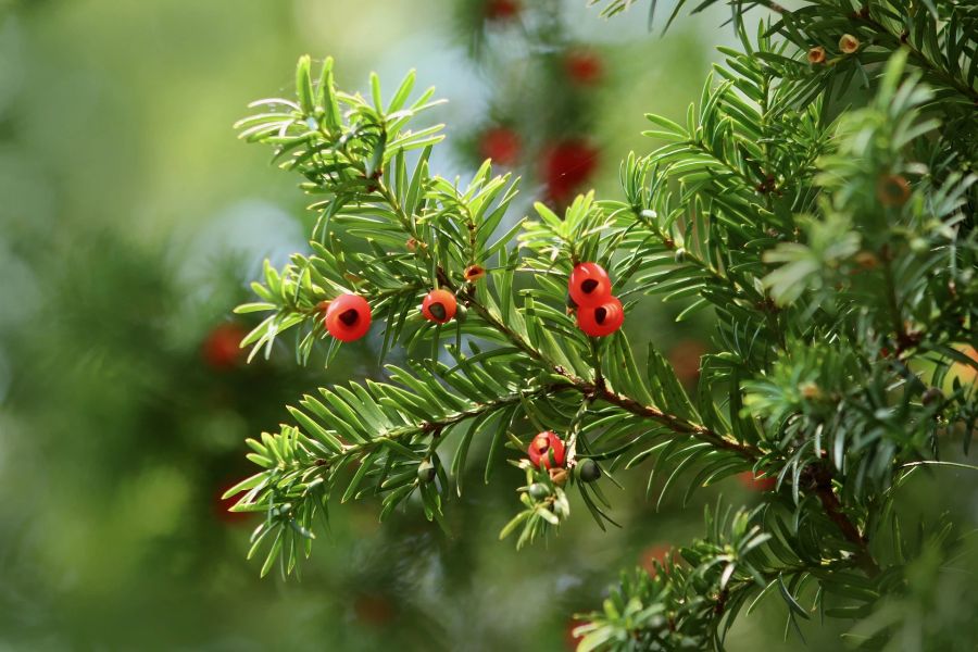 Immergrün Beere rot Nadelbaum