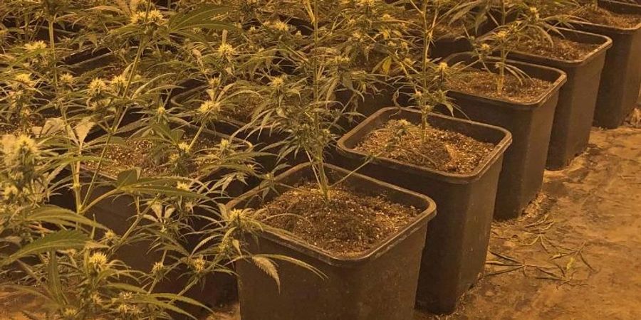 In einem Wohnhaus in Düsseldorf hat die Polizei eine riesige Cannabis-Plantage entdeckt. Foto: -/Kreispolizeibehörde Mettmann/dpa