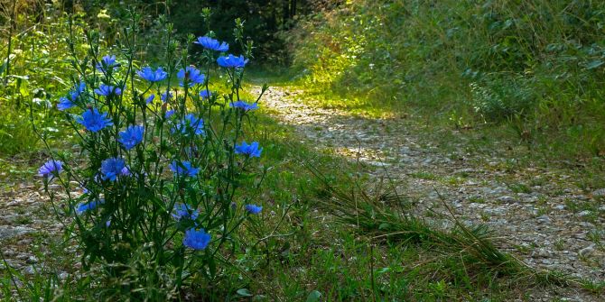 Wegwarte blau Weg Schotter