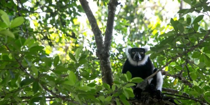 Ein Lemur. (Symbolbild) Lemuren