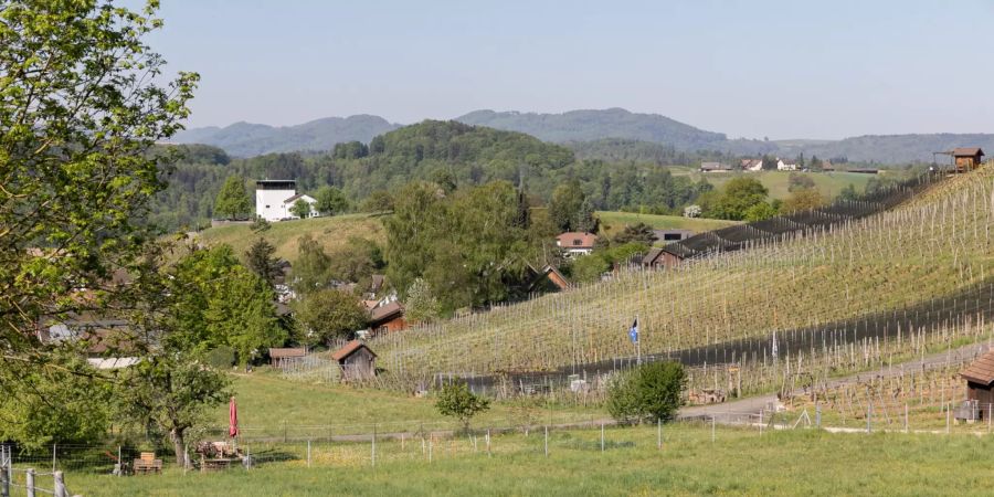 Rebberge bei Birmenstorf (AG) im Bezirk Baden.