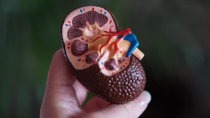 Eine Darstellung einer Niere. Dieses Organ wird oft zum Spenden verwendet. Modell einer Niere